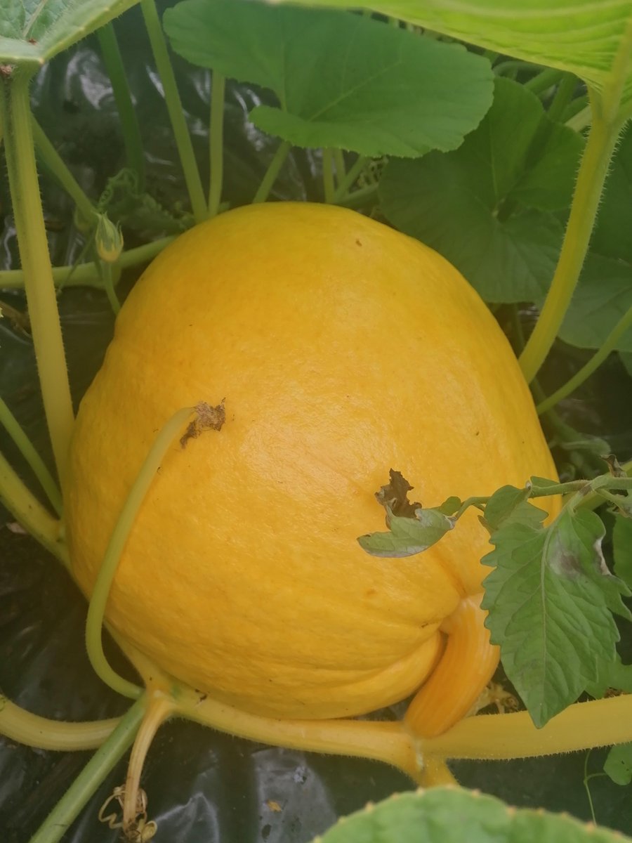 Pop in for pumpkin picking this year... They are huge already 🎃😍 We will also be doing a Halloween evening event