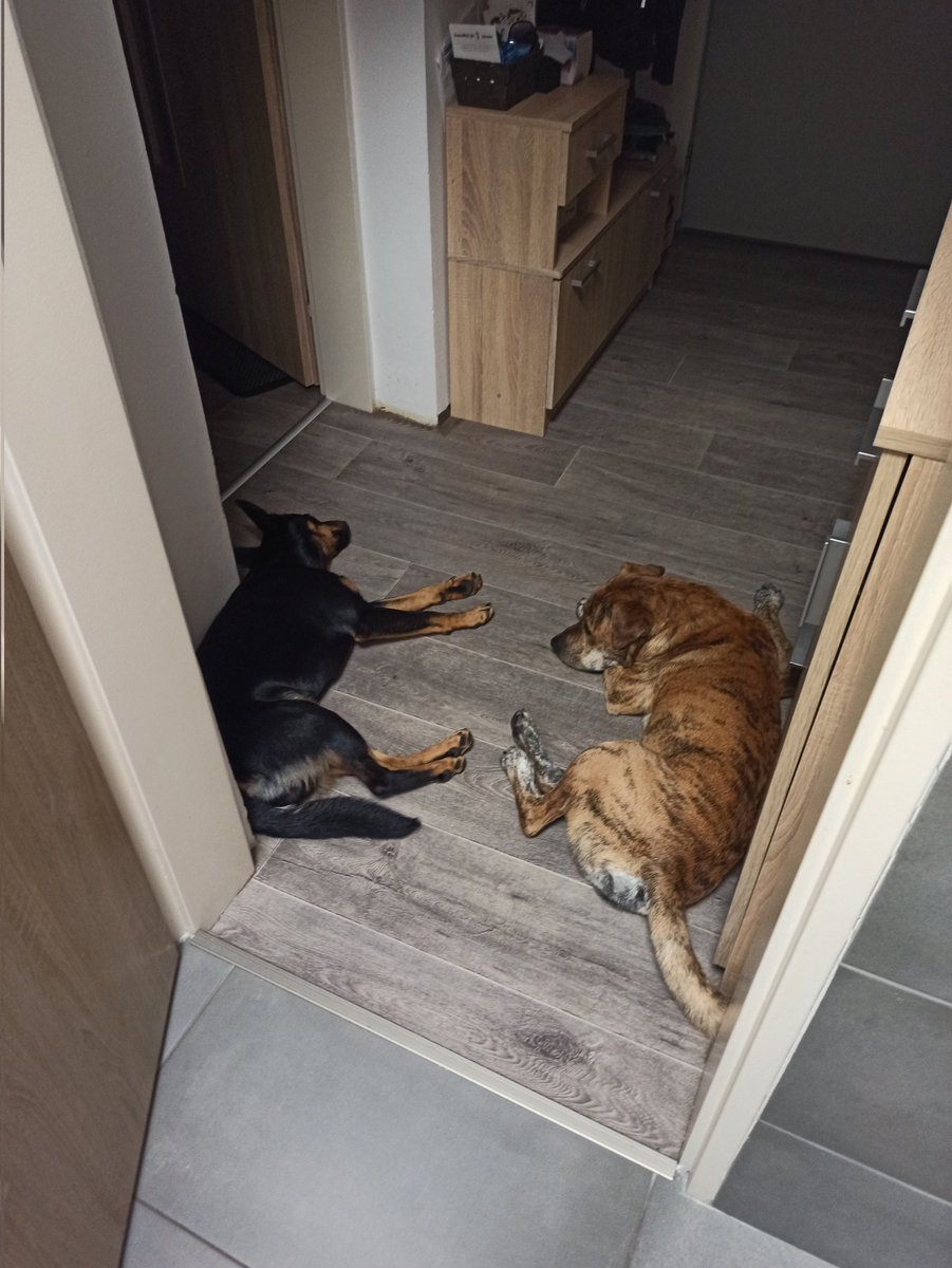 MKoklov's tweet photo. @Poky2911 Úplně super multifunkční a krásné. Předložka do koupelny, přenosná myčka, alarm, vysavač a psychická podpora po nekonečných dnech ve službě. 
Doporučuji. https://t.co/dLjs6tzeYL