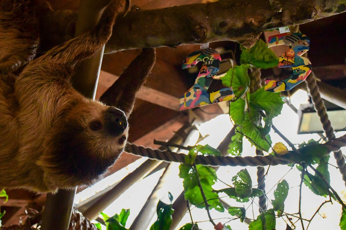 Jersey Zoo tweet media