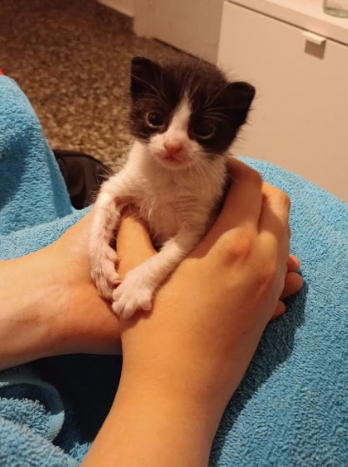 ZafiroProte's tweet photo. Carmelito, un poco Carmelo ya. ¿Le adoptas antes de que crezca más? https://t.co/lciI65vQvK