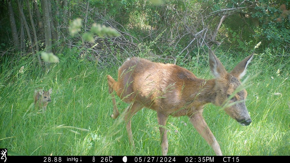 The University of Primorska is the Case Study Leader for the Slovenian CS within the PRO-Coast. Activities for the case study in Slovenia are already in progress in the stunning Strunjan Landscape Park and its surrounding areas. #Slovenia #biodiversity #EU 
photo: Branko Furlanič