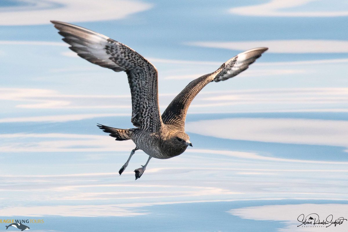 Eagle Wing Tours (@eaglewingtours) on Twitter photo This juvenile parasitic jaeger was one of the highlights of our first specialty bird-watching tour in partnership with the <a href="/RockyPointBird/">Rocky Point Bird Observatory</a>. Check out our upcoming bird watching tours on our website!
#Wild4Whales #YYJBirds This juvenile parasitic jaeger was one of the highlights of our first specialty bird-watching tour in partnership with the <a href="/RockyPointBird/">Rocky Point Bird Observatory</a>. Check out our upcoming bird watching tours on our website!
#Wild4Whales #YYJBirds