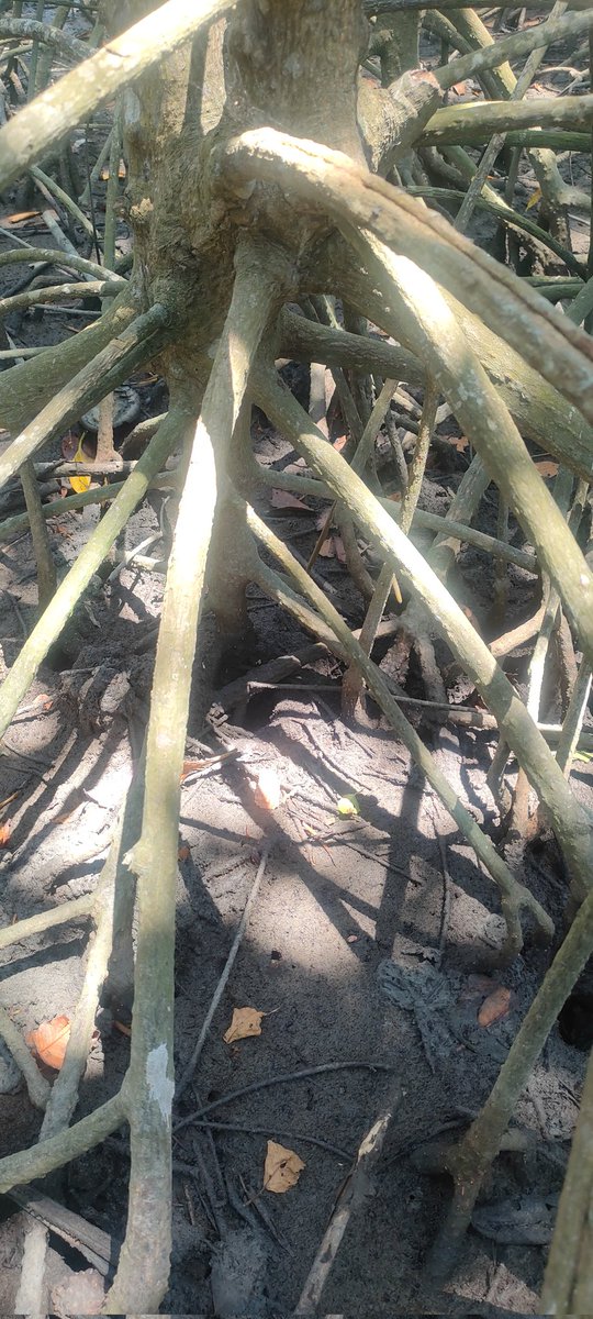 SegiEmpatt03's tweet photo. Beberapa pict yang diambil saat eksplorasi tumbuhan bakau minyak (Rhizophora apiculata) https://t.co/AS1VkaOHoS