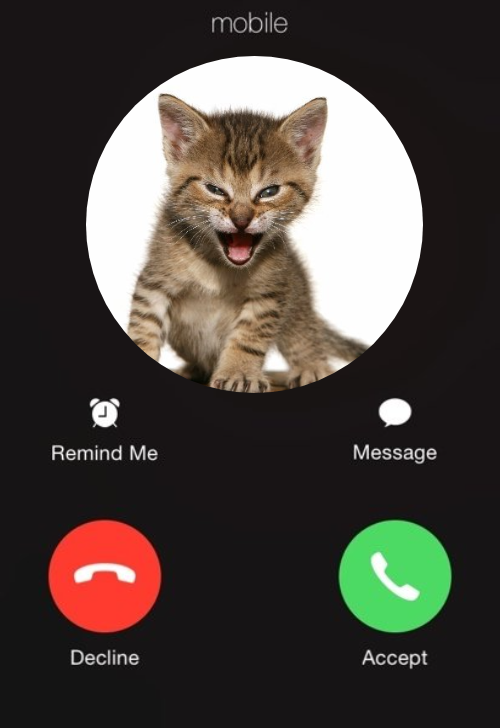 barkingbozo tweet media