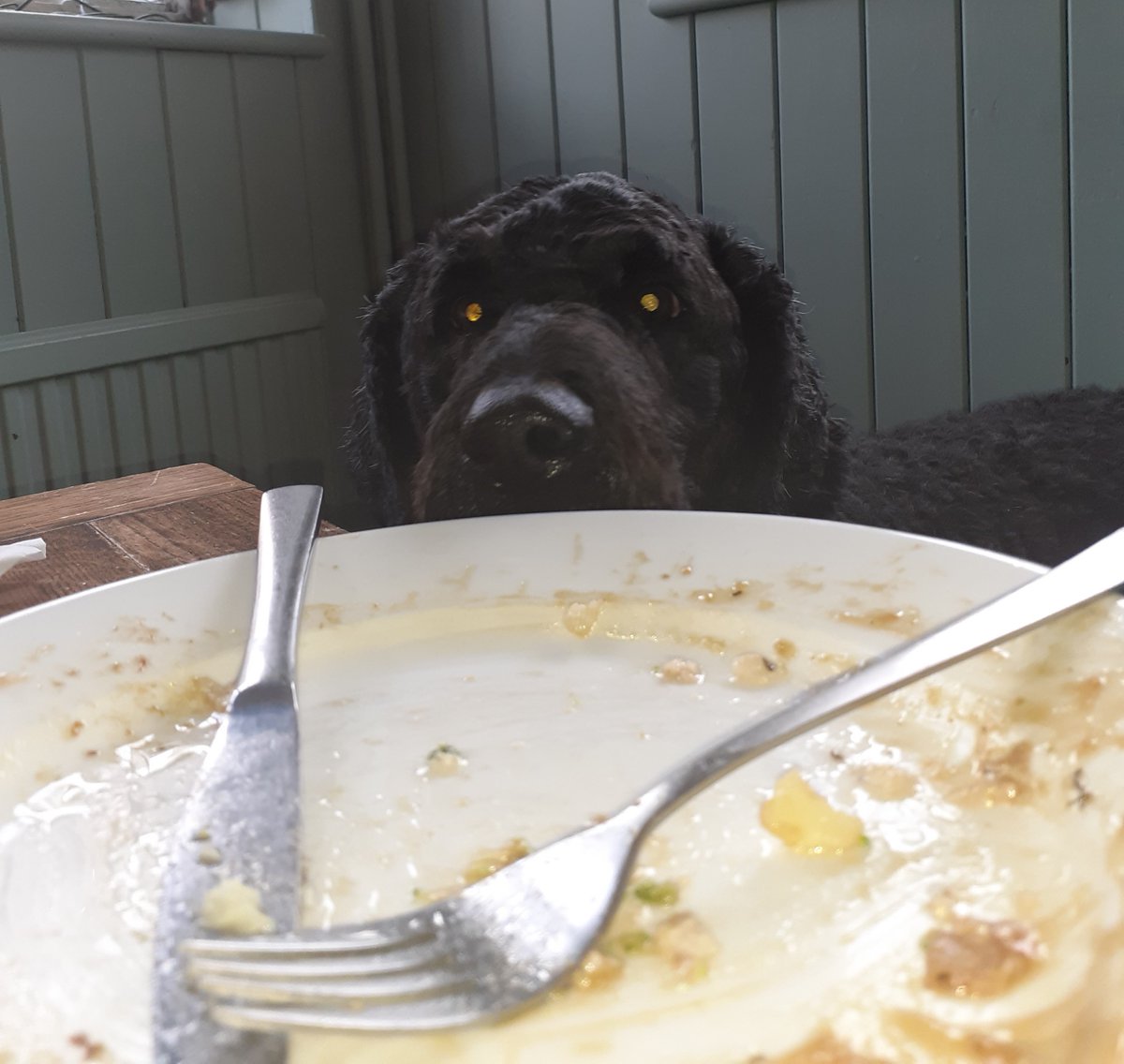 After CookBoy does NthSusx 90m siesta in stand at one of his most favourite grounds <a href="/hassocksfc/">Hassocks FC</a> he retired to the Greyhound, Keymer for his traditional Sunday Roast. Seen here just before licking plate clean to help on the washing up. Highly recommended, now bring on the crumble.
