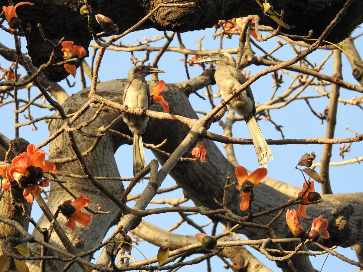 Neha Sinha (@nehaa_sinha) on Twitter photo Absolutely thrilled to be on the shortlist for the Nature Chronicles prize. What makes me happiest is that a piece on Indian trees-- a particular group of Semal trees, standing on the side of a dusty, noisy road-- has touched so many.
Thank you, <a href="/NaturePrize/">The Nature Chronicles Prize 2025/26</a> and the Jury. Absolutely thrilled to be on the shortlist for the Nature Chronicles prize. What makes me happiest is that a piece on Indian trees-- a particular group of Semal trees, standing on the side of a dusty, noisy road-- has touched so many.
Thank you, <a href="/NaturePrize/">The Nature Chronicles Prize 2025/26</a> and the Jury.