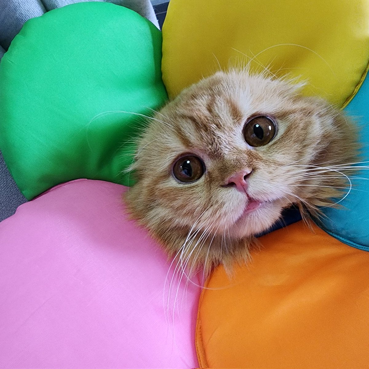 จมายเม่นเม่นและแมวพัมพุง 🦔🍑🐱 tweet media