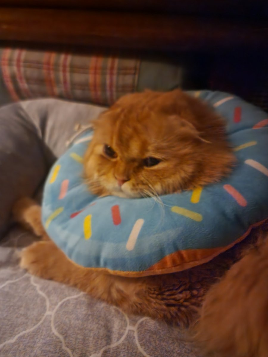 จมายเม่นเม่นและแมวพัมพุง 🦔🍑🐱 tweet media
