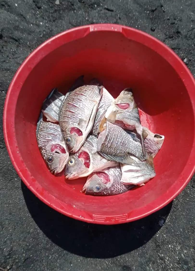 ElimuNaKaziKE's tweet photo. @EricOgendi4 has the use of detergents contributed to the death of Tilapia fish in #LakeVictoria cage farming? What of fish eating & reproduction patterns? Can the same habits along rivers affect our #BlueEconomy?
#NithiBridge #Ngara #LilMaina. https://t.co/BqgWlZfyiB