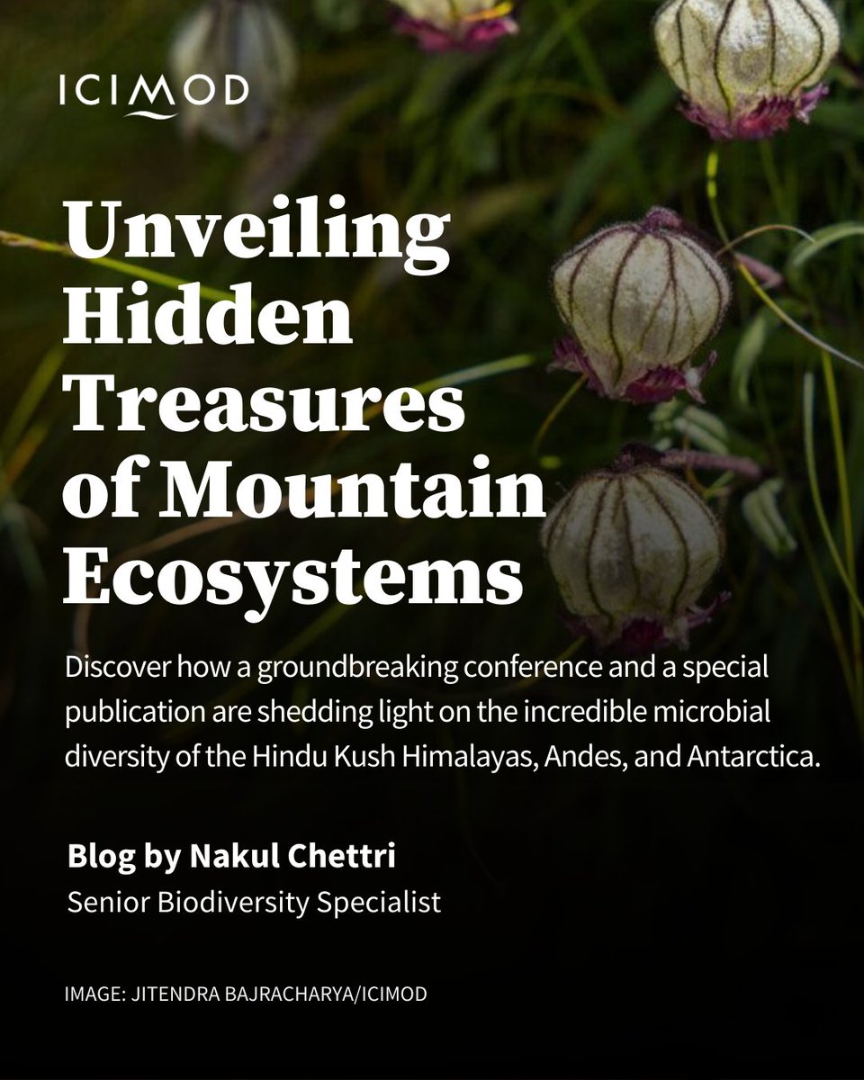 ICIMOD (@icimod) on Twitter photo From the Hindu Kush Himalaya to Antarctica, mountain ecosystems hold untapped microbial treasures. Biodiversity expert <a href="/NakulChettri5/">Nakul Chettri</a> on how important the latest findings are for our planet’s future.
Click to read: blog.icimod.org/global-advocac…
#Ecosystem #SG3 #Biodiversity From the Hindu Kush Himalaya to Antarctica, mountain ecosystems hold untapped microbial treasures. Biodiversity expert <a href="/NakulChettri5/">Nakul Chettri</a> on how important the latest findings are for our planet’s future.
Click to read: blog.icimod.org/global-advocac…
#Ecosystem #SG3 #Biodiversity