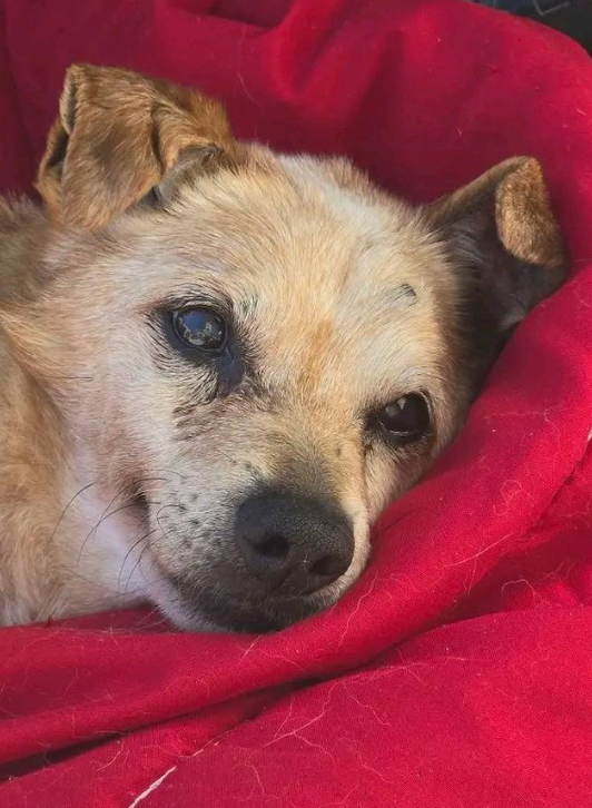 DogLovers03's tweet photo. My dog is sick please don't swipe past without sending him a Healing prayer.🙏🙏🙏 https://t.co/XvwiPQnUX5