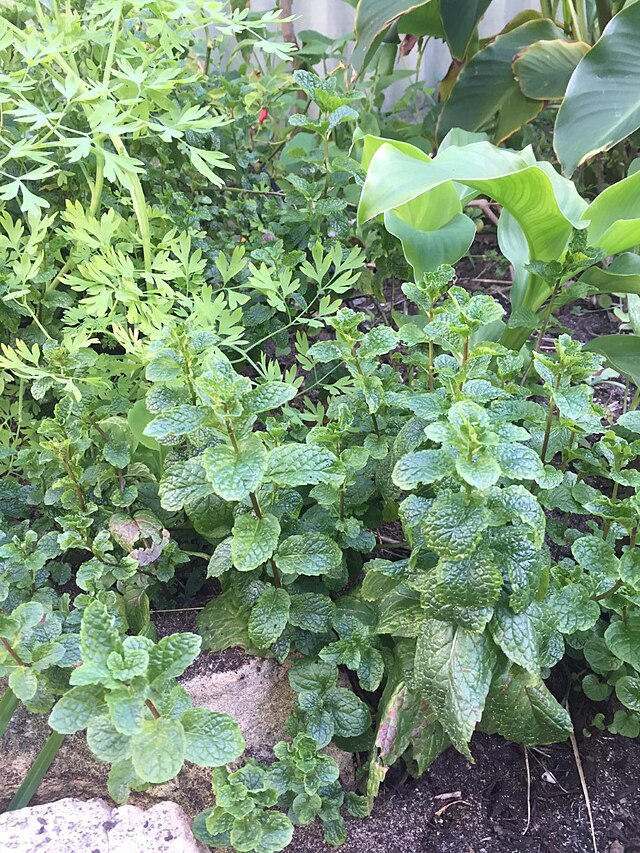 Fana43124688's tweet photo. Names of herbs 🌿 in Silesian:
#ajbisz - marsh mallow
#babczok - broadleaf plantain
#bauszanka - broadleaf mint
#brzim - larch
#capok - greater celandine
#chlebiczki - wild mallow
#diobli #gruszki - hawthorn
#Silesia #languages
1/2
@BogumilTeodor @CG0386 @dczd23 @uczimoo https://t.co/wk13xuJEqZ