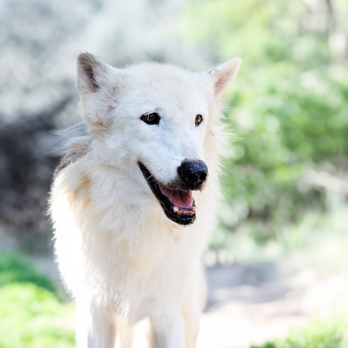 Memphis Zoo tweet media
