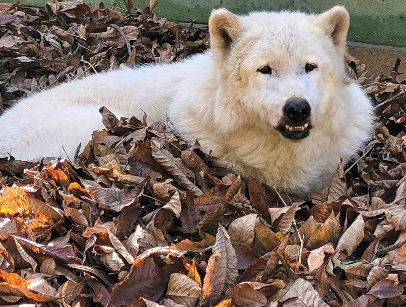 Memphis Zoo tweet media