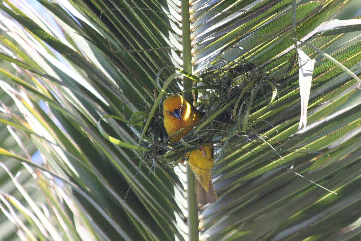 Fransuchus's tweet photo. Cape weavers busy building nests. #capeweaver #birds https://t.co/wOj1GjnFDP