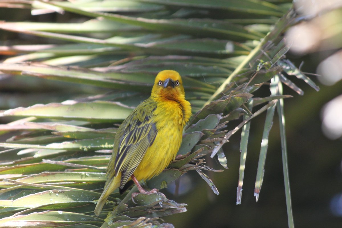 Fransuchus's tweet photo. Cape weavers busy building nests. #capeweaver #birds https://t.co/wOj1GjnFDP