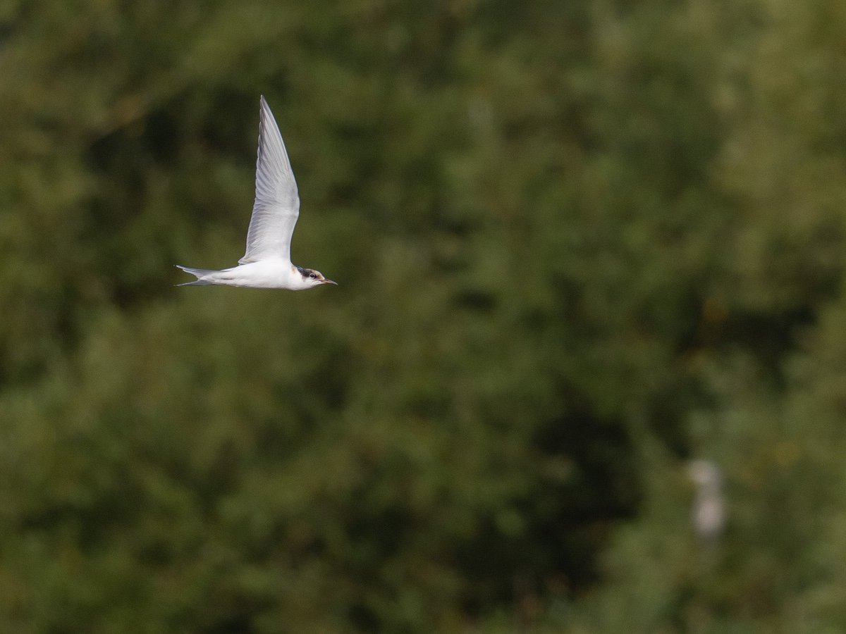 Jon W (@_fivefootseven) on Twitter photo A few sightings from Abberton this morning, including just a couple of 🥄-bills! <a href="/EssexBirdNews/">EBwS Bird News</a> <a href="/EssexWildlife/">Essex Wildlife Trust</a> #Spoonbill A few sightings from Abberton this morning, including just a couple of 🥄-bills! <a href="/EssexBirdNews/">EBwS Bird News</a> <a href="/EssexWildlife/">Essex Wildlife Trust</a> #Spoonbill