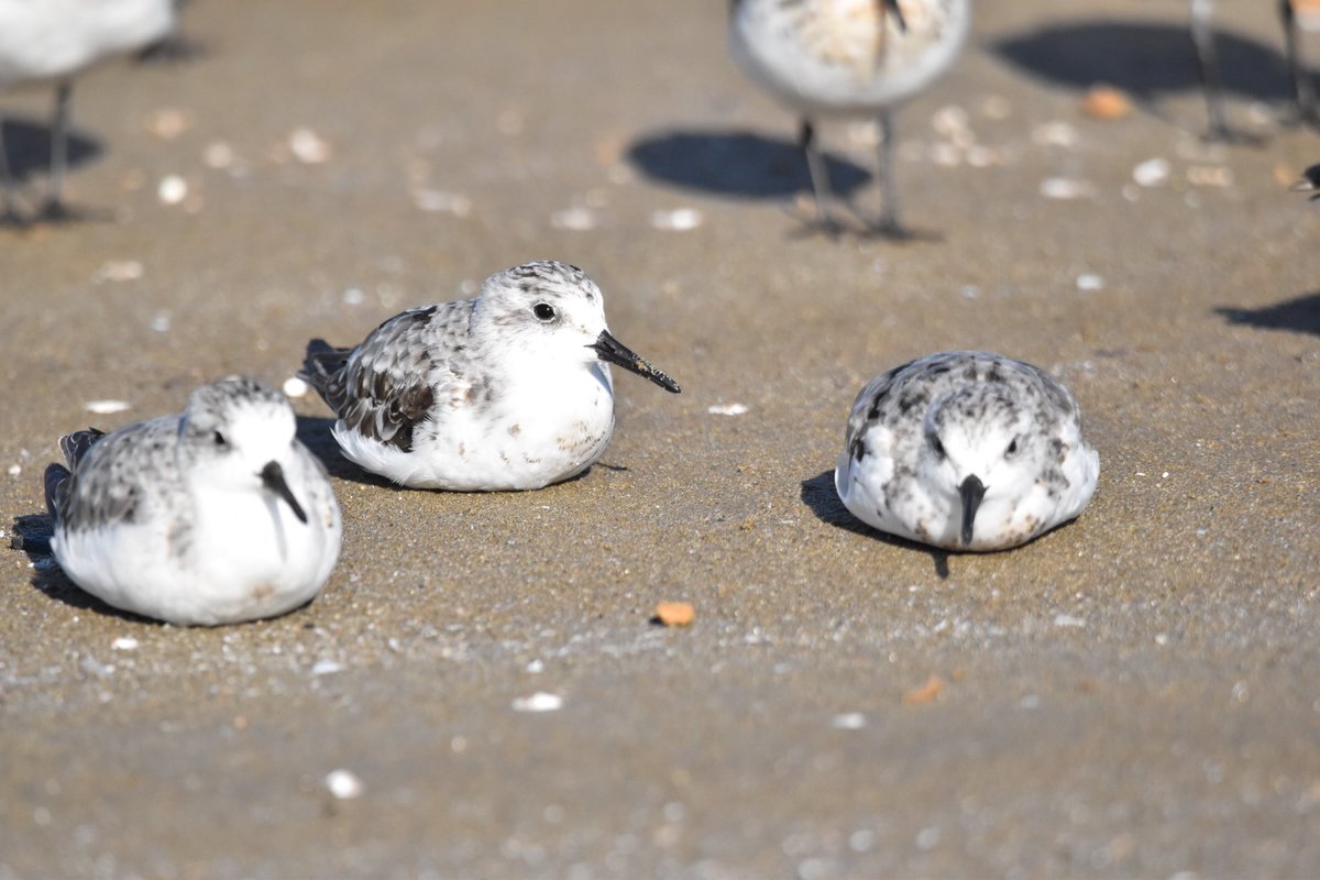 #とりかわいいね 
#とりまるいね