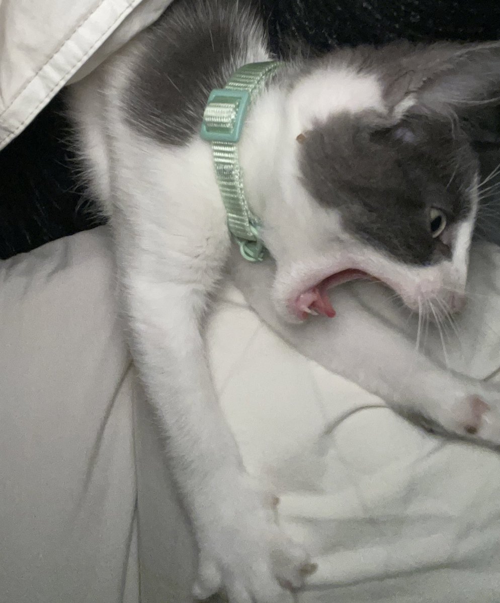 Me when I wake up and my heart rate is 150 bpm and net art struggles to win over the internet and posting as thinking doesn’t lead to schizophrenic perpetual thoughts of becoming a network-merged entity and people give up on dreams of a 1000-years dynasty utopia and art theories