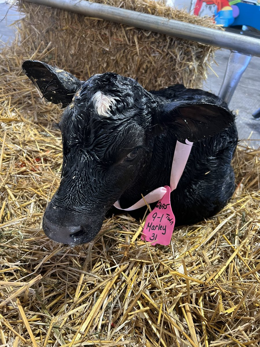 NYAnimalAg's tweet photo. A busy morning started with TWINS!! Welcome Marley ๐ and Moe ๐! Marley, a heifer (girl) calf joined us at 6:37am weighing 91lbs and Moe, a bull (boy) calf joined us at 7:27am weighing 99lbs. #uddermiracles https://t.co/yeJt8PJo4i
