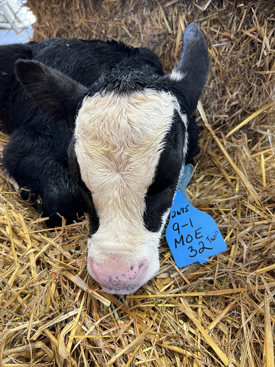 NYAnimalAg's tweet photo. A busy morning started with TWINS!! Welcome Marley ๐ and Moe ๐! Marley, a heifer (girl) calf joined us at 6:37am weighing 91lbs and Moe, a bull (boy) calf joined us at 7:27am weighing 99lbs. #uddermiracles https://t.co/yeJt8PJo4i