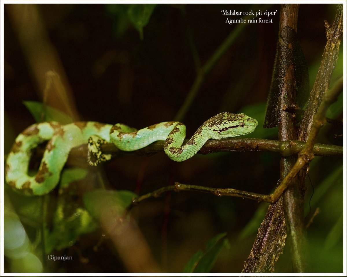drdipanjan2005's tweet photo. ‘Malabar rock pit viper’
Craspedocephalus malabaricus

Agumbe rain forest
2 Aug 24
Canon 800 D + Canon 100 mm macro lens https://t.co/8EnELJ3ux1