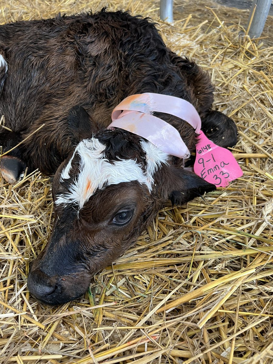 NYAnimalAg's tweet photo. Welcome Emma! ๐ This heifer (girl) calf joined us at 7:10am weighing in at 88lbs. #uddermiracles https://t.co/CG4EYIWeet