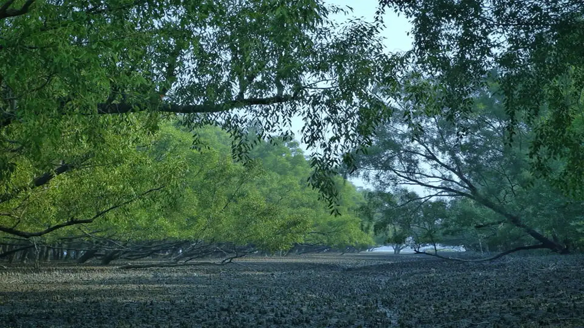 ভারতে পালাতে ৪৫ হাজারে চুক্তি, ১১ বাংলাদেশিকে জঙ্গলে রেখে পালালো দালাল