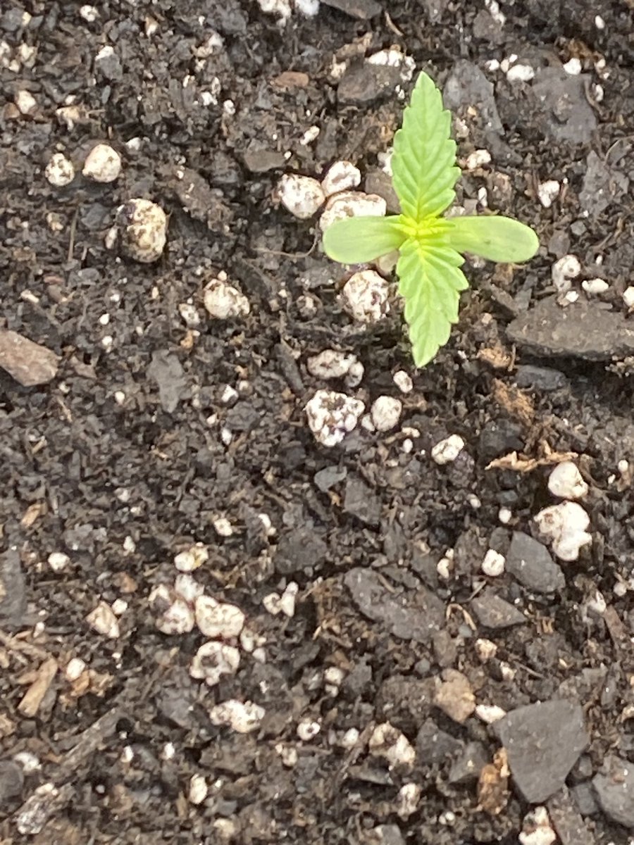 CynReek's tweet photo. Gm ๐๐ชด๐#growyourown #purplethai #autoak47 happy Sunday https://t.co/H3UX0CPqIk