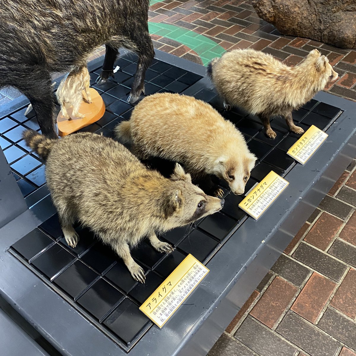 アナグマ 剥製 ニホンアナグマ