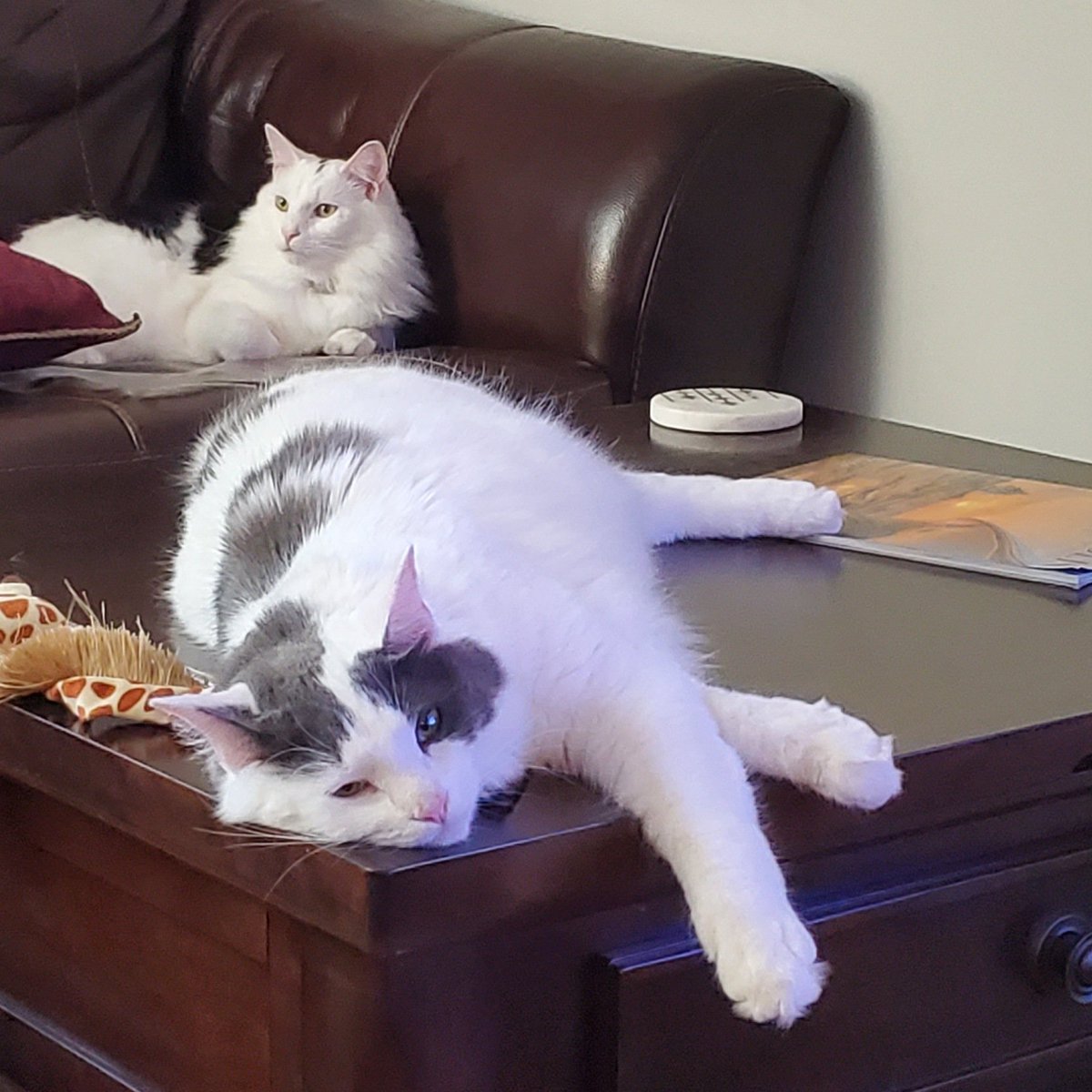 Happy #GotchaDay Jack &amp; Diane. It's been a great year!