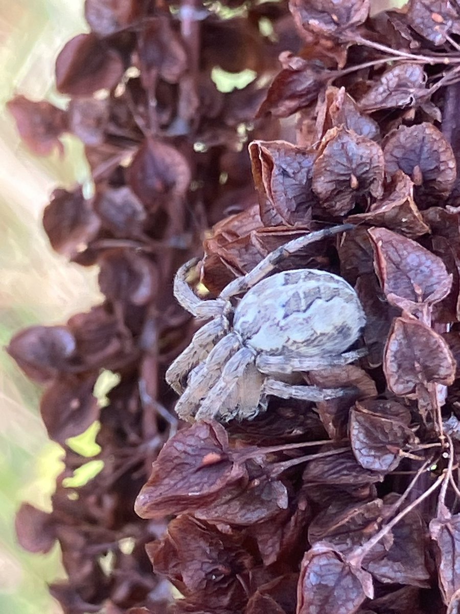 StuartGoodwin73's tweet image. Hello @BritishSpiders, are these Laribiodes cornutus and sclopetarius?  Photo’s taken at Elmley NNR, Isle of Sheppey today 01.09.2024.