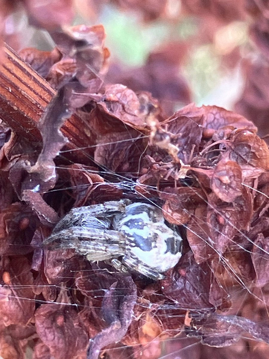 StuartGoodwin73's tweet image. Hello @BritishSpiders, are these Laribiodes cornutus and sclopetarius?  Photo’s taken at Elmley NNR, Isle of Sheppey today 01.09.2024.