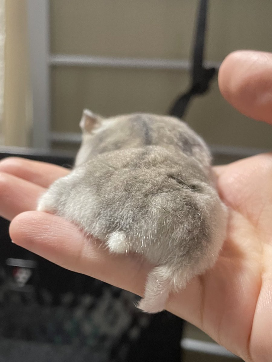 sbsb_mcmc's tweet image. みんながハムのお尻好きだということがよく分かった