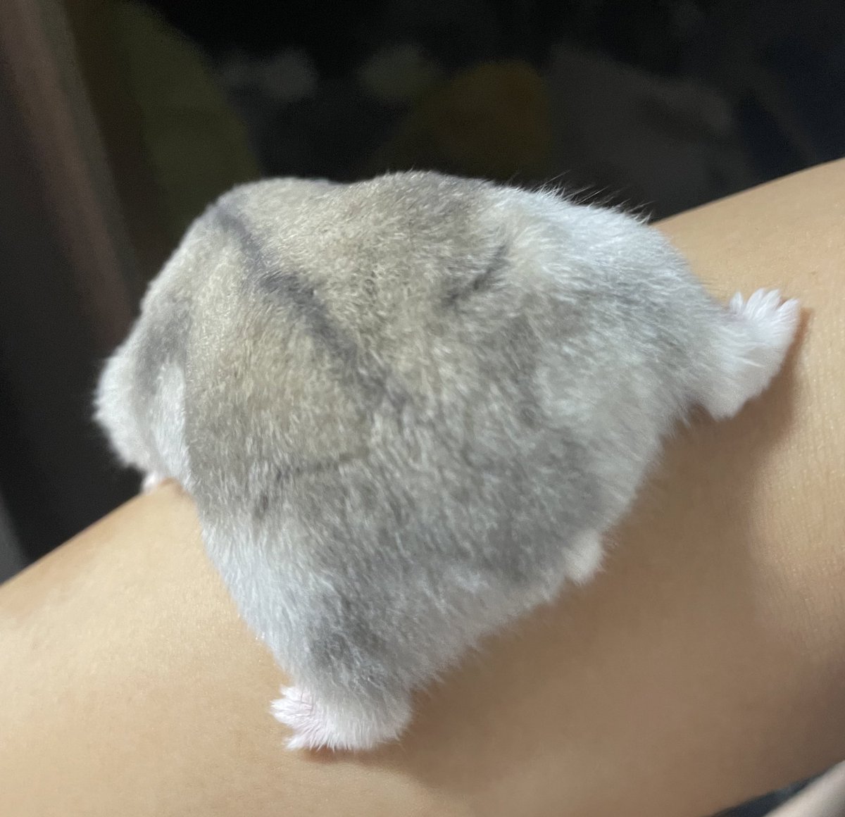 sbsb_mcmc's tweet image. みんながハムのお尻好きだということがよく分かった