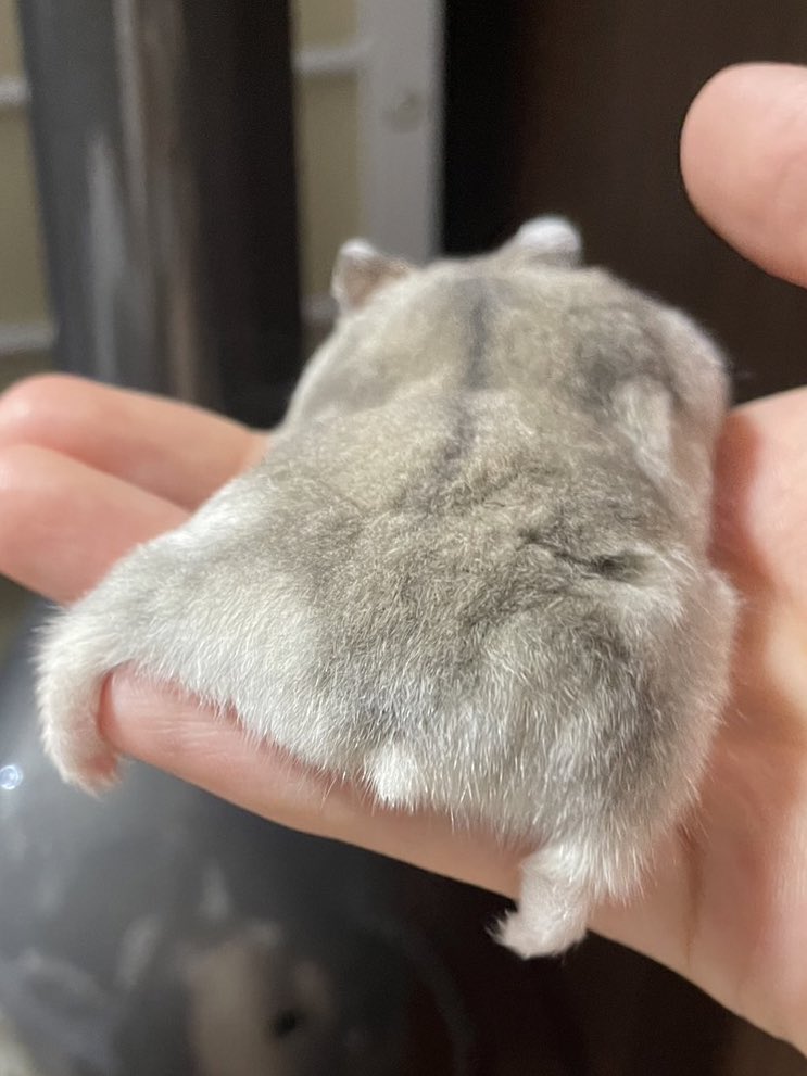 sbsb_mcmc's tweet image. みんながハムのお尻好きだということがよく分かった