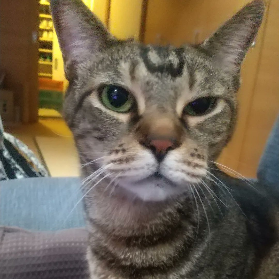 jagapy's tweet photo. まめ、8歳になりました！
昨日は嫌いな病院に行って注射頑張りました。
体重は5.9kg  なかなかにBigです。
相変わらず目つきは悪いです(笑)
お祝いに大好きな葉っぱ(小松菜)をあげました。

毎日毎日かわいいねと話しかけてます。ほんとにほんとに愛おしい♡
まめ、まだまだ元気で長生きしてね。 https://t.co/pYeyq6V0v6