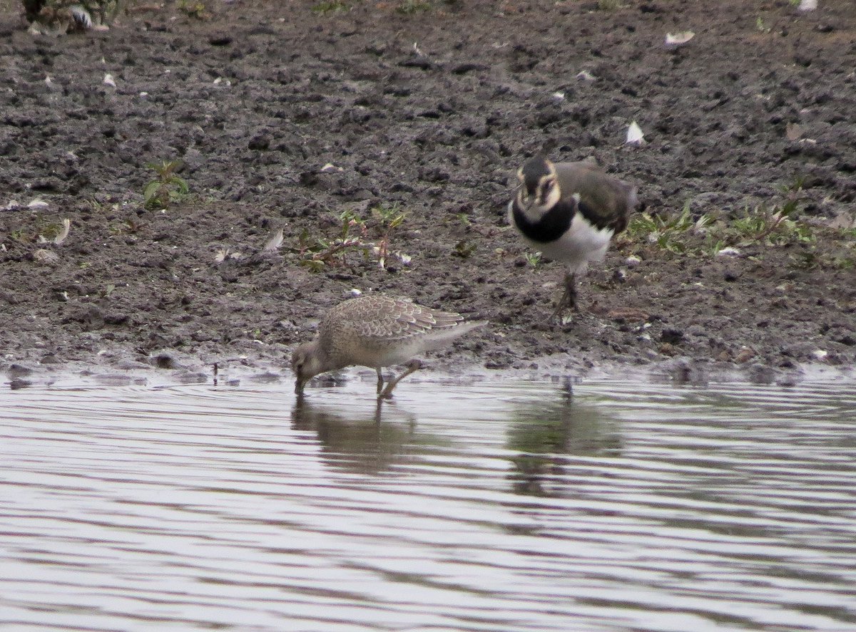 A great Knot find by <a href="/arcanelove/">Justin Walker</a> at <a href="/_BTO/">BTO</a> #NunneryLakes yesterday evening (not to be confused with a Great Knot find)! 

As usual, the local Lapwings were intolerant of anything different.