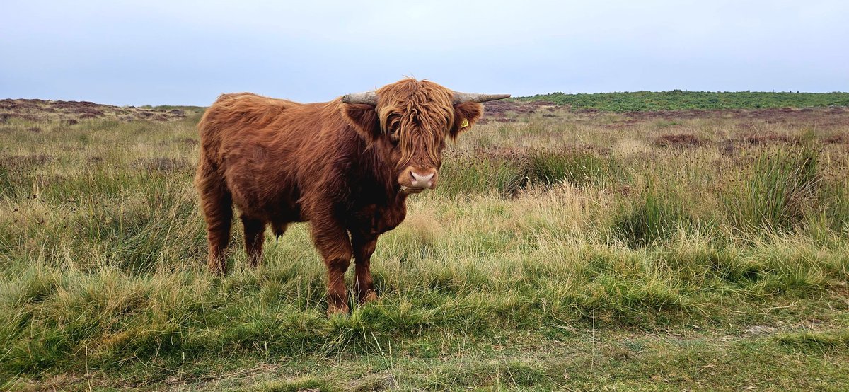 Customdiver's tweet image. Not much Mooovement on Baslow edge this afternoon. How a lazy Sunday should be. #LazySunday