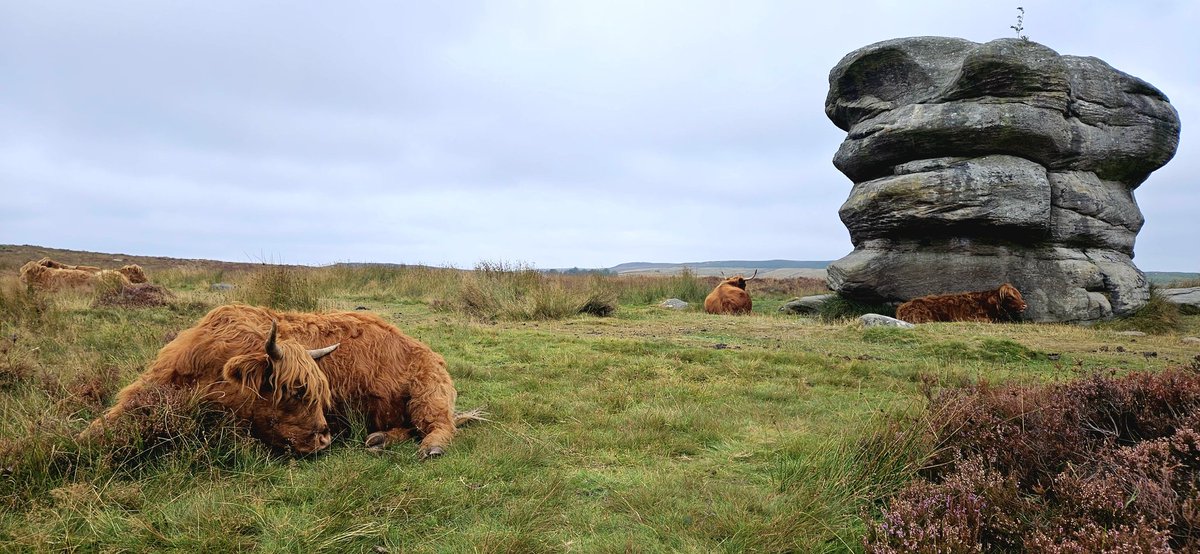 Customdiver's tweet image. Not much Mooovement on Baslow edge this afternoon. How a lazy Sunday should be. #LazySunday