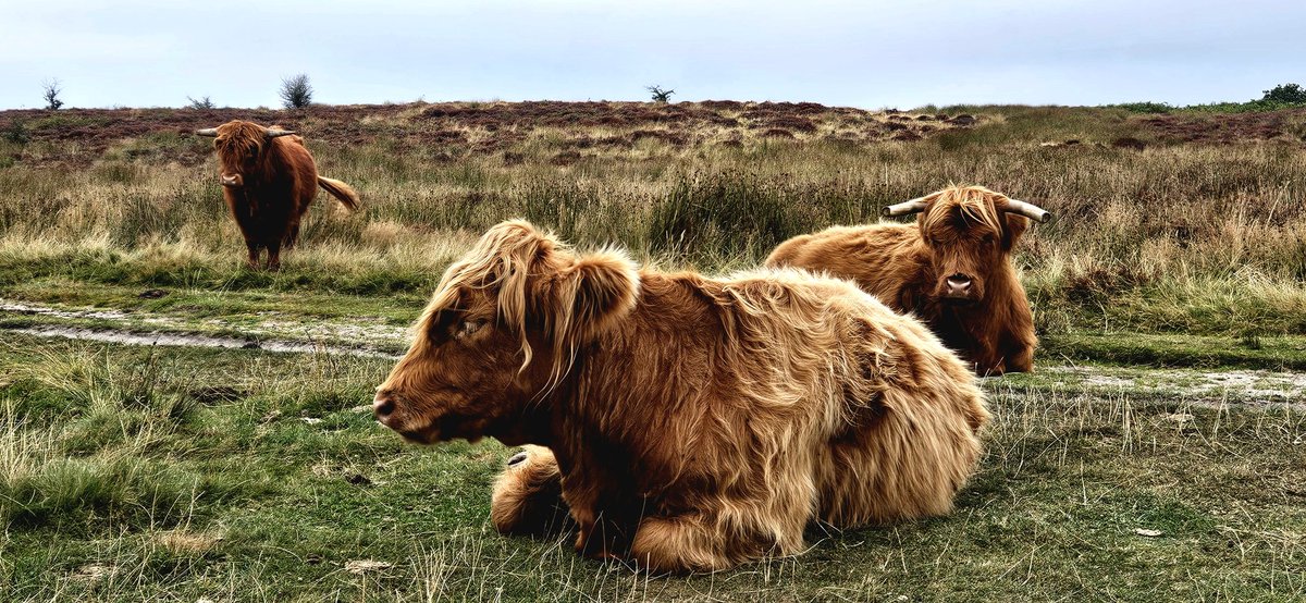 Customdiver's tweet image. Not much Mooovement on Baslow edge this afternoon. How a lazy Sunday should be. #LazySunday