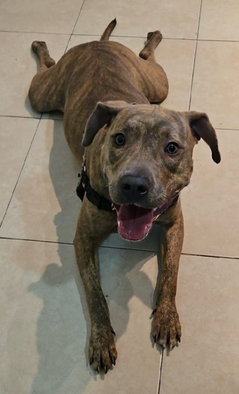 #sundayvibes 
Yachupitos was Rescued🎉🎉🎉
<a href="/HGLMastifRescue/">Happy Go Lucky Mastiff Rescue</a> Thank you &amp; your #Foster 

Our Sunday sploot 🥰
Another #puppy saved🙌

We couldn't do it without all of you💖
#Pledging #Sharing &amp; #Caring 

Donations Welcome
happygoluckymastiffrescue.com/donate