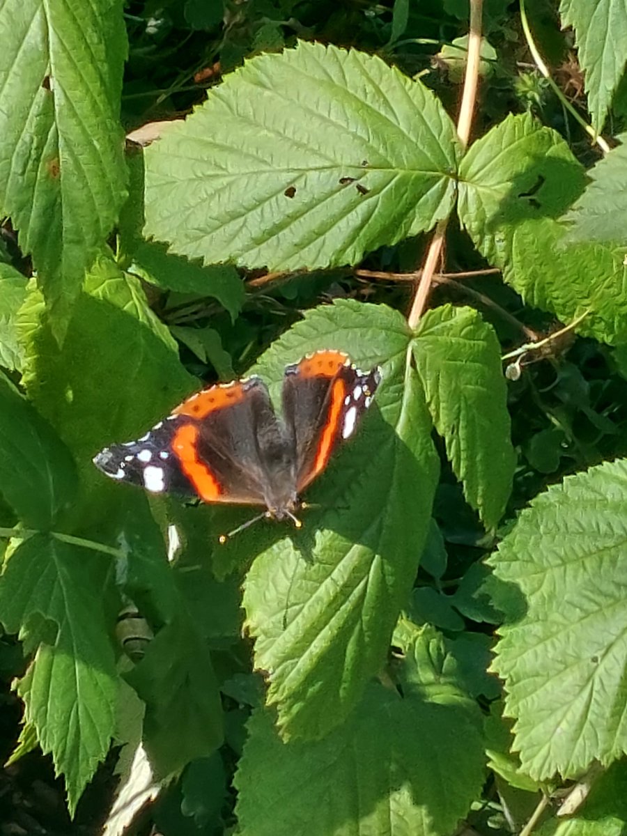 riddertuin's tweet photo. Vandaag in de tuin aan de slag voor de ergste hitte. Veel vlinders! Het fruit dat wij minder lekker vinden en begint te rotten, blijkt voor de vlinders een lekkernij. https://t.co/8aJKUi1QN1