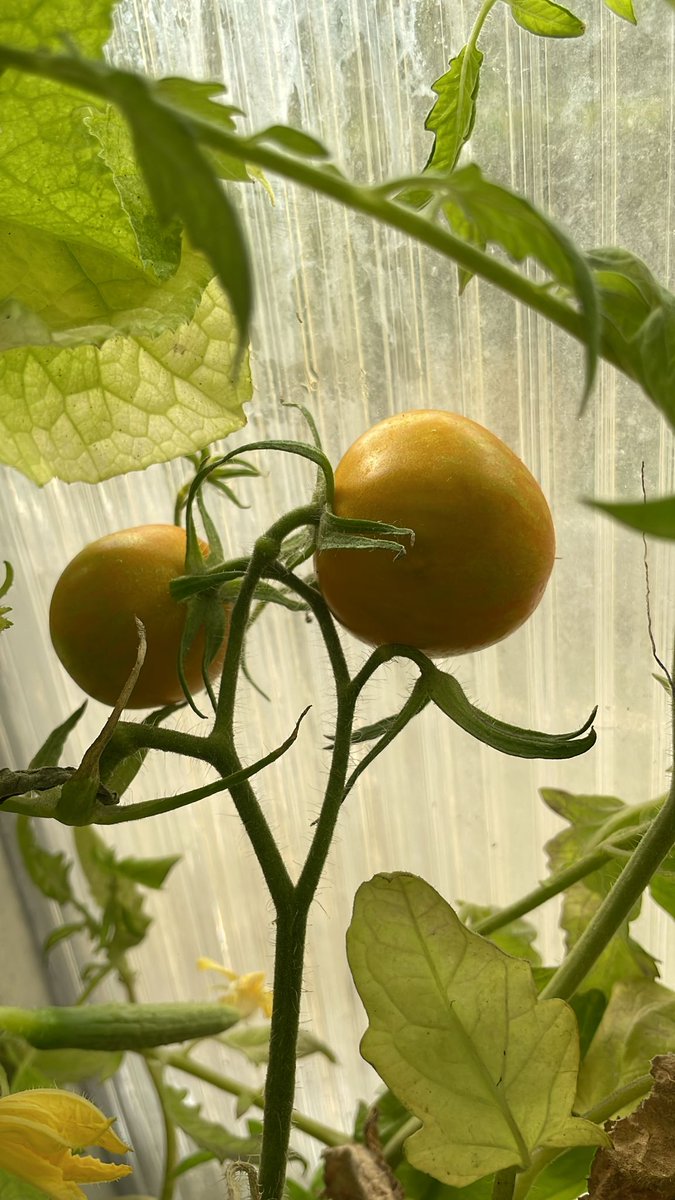 Dankzij onze tunnelkas (en enkele Eer fanatieke tuinders) dit jaar veel tomaatjes en pepers!