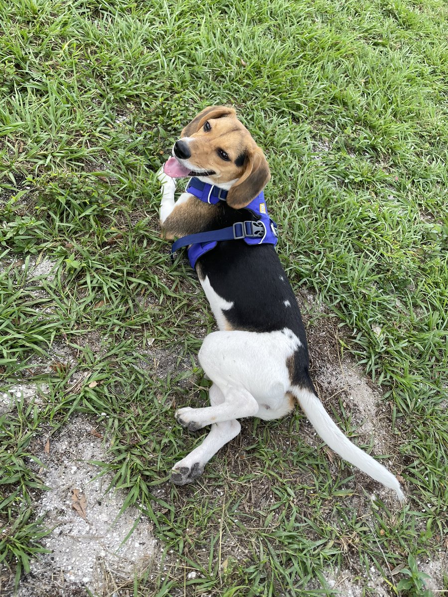 Queenie loved her time at the #dogpark this morning! She had the #zoomies &amp; had to rest a bit before we left! #beaglesofx #beaglefacts #spacecoastliving