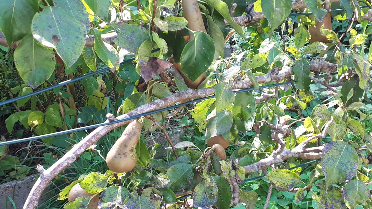 Het poortje naar onze tuin doopten we na 10 jaar 'het de Nijs-poortje', naar onze kwartiermaker. Door het poortje komen veel mensen van de tuin genieten. Vinden we leuk! 🌻
Ook wel eens jongeren die met peren of wortels gooien.🍐🥕 Vinden we niet leuk! 😥 Eten we liever op.