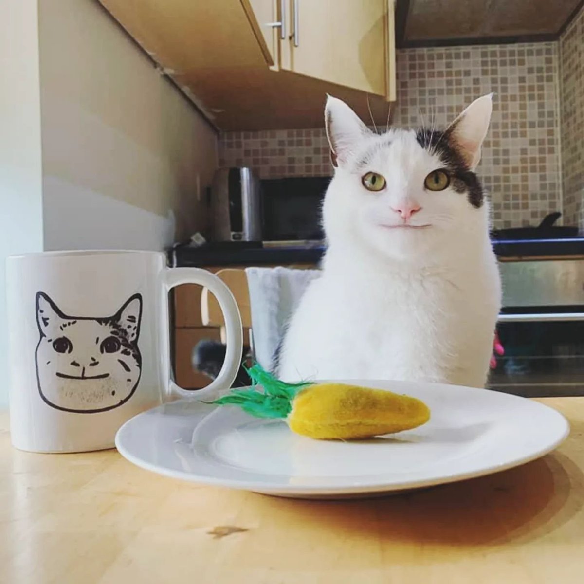 Polite Cat 😼 tweet media