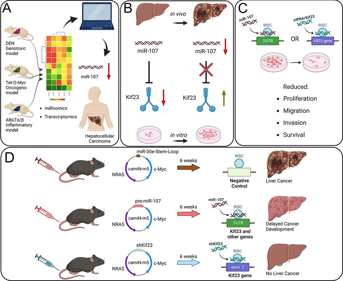 Tom Luedde (@tom_luedde) on Twitter photo Out in <a href="/JHepatology/">Journal of Hepatology</a> : KIF23 and miR-107 control replicative fitness in hepatocellular carcinoma and might be a new therap. target. Thanks to all collaborators and funders! journal-of-hepatology.eu/article/S0168-… <a href="/EASLedu/">EASL Education</a> <a href="/EASLnews/">EASLnews</a> <a href="/MedHHU/">HHU_Medizin</a> <a href="/UniklinikDUS/">Uniklinik Düsseldorf</a> <a href="/CancerInflam/">Mathias Heikenwälder</a> <a href="/dfg_public/">DFG public | @dfg_public@wisskomm.social</a> <a href="/IfADo_info/">IfADo</a> Out in <a href="/JHepatology/">Journal of Hepatology</a> : KIF23 and miR-107 control replicative fitness in hepatocellular carcinoma and might be a new therap. target. Thanks to all collaborators and funders! journal-of-hepatology.eu/article/S0168-… <a href="/EASLedu/">EASL Education</a> <a href="/EASLnews/">EASLnews</a> <a href="/MedHHU/">HHU_Medizin</a> <a href="/UniklinikDUS/">Uniklinik Düsseldorf</a> <a href="/CancerInflam/">Mathias Heikenwälder</a> <a href="/dfg_public/">DFG public | @dfg_public@wisskomm.social</a> <a href="/IfADo_info/">IfADo</a>