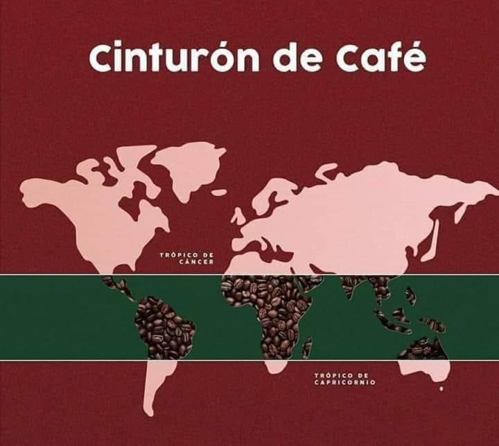 Si bien el café es conocido y consumido en todo el mundo, este solo se cultiva en una zona específica, esta zona es llamada “Cinturón del Café”.

Recibe este nombre debido a que, la zona donde se cultiva el café alrededor del mundo se encuentra delimitada entre el trópico de