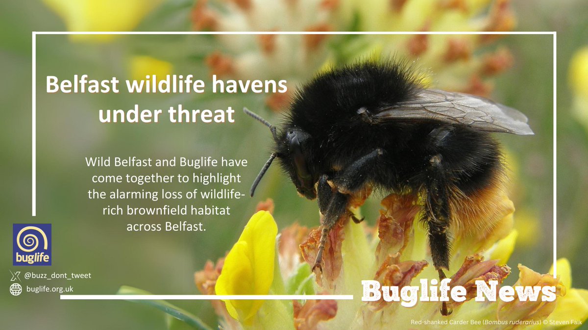 #ICYMI ~ Belfast wildlife havens under threat

🤝<a href="/WildBelfast/">Wild Belfast</a> &amp; #Buglife have come together to highlight the alarming loss of wildlife-rich #brownfield habitat across #Belfast.

Find out more &amp; read the full story
👇
buglife.org.uk/news/belfast-w…

#BuglifeNI <a href="/BelTel/">Belfast Telegraph</a> <a href="/BelfastLive/">Belfast Live</a>